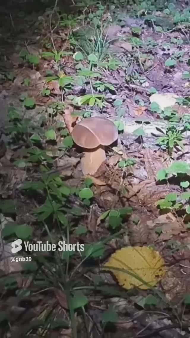 БЕЛЫЕ ГРИБЫ НОЧЬЮ СВЕТЯТСЯ. Эксперемент грибной банды. #shorts #природа #лес смотреть онлайн