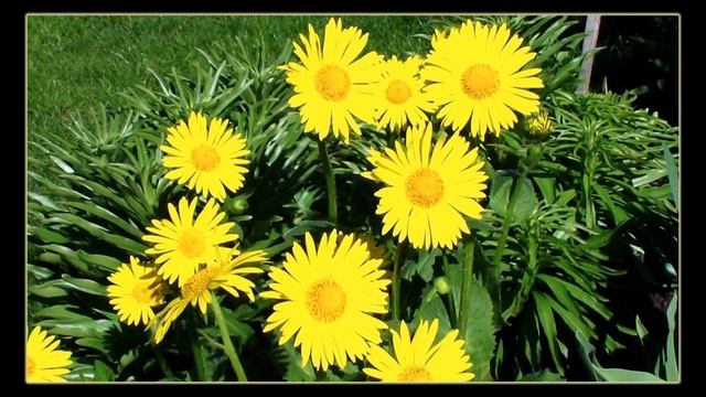 Цветем,и пахнем,и поем . смотреть онлайн