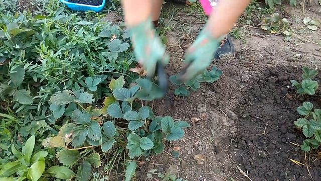 ХОТИТЕ ХОРОШИЙ УРОЖАЙ КЛУБНИКИ - ВОВРЕМЯ ДЕЛАЙТЕ ОБРЕЗКУ. Обработка клубники после сбора урожая