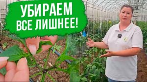 Формирование перца в теплице. Подвязка перца. Как получить больше урожая перцев.