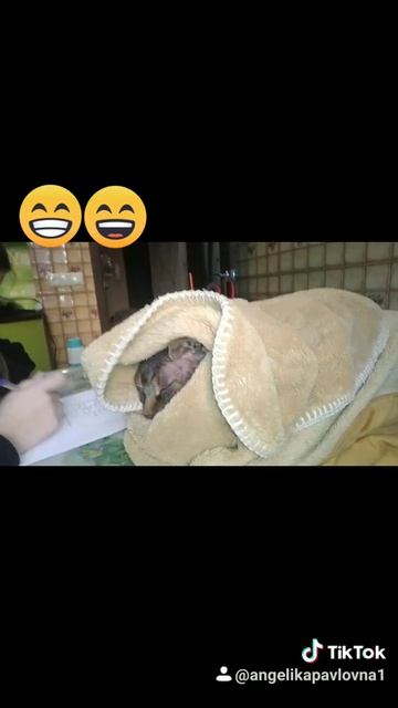 сфинкс мёрзнет смотреть онлайн