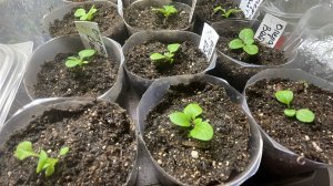 Пересаживаю петунию из пробок Джиффи в стаканы.