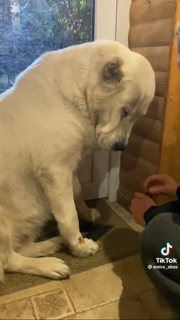 алабай поранил лапу смотреть онлайн