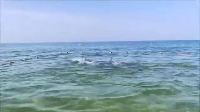 Дельфины показывают рыбов. Анапа 17.07.24 смотреть онлайн
