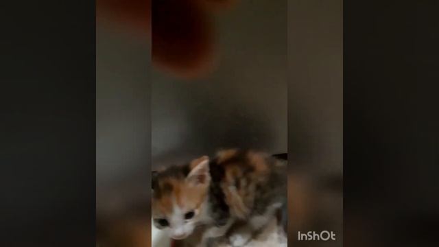 Котенок трехшерстный девочка смотреть онлайн