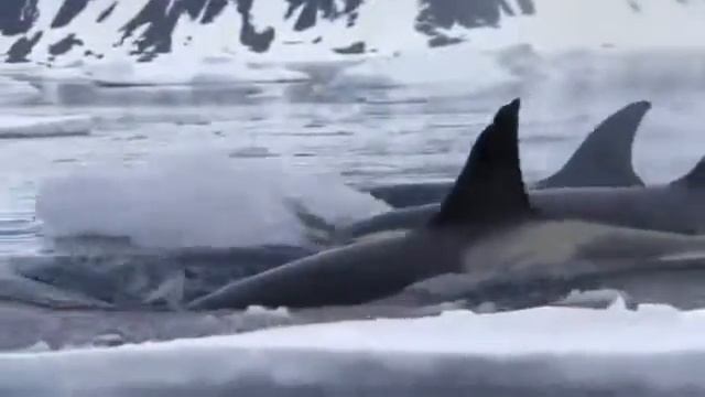 Как охотятся касатки, касатки ловят тюленя смотреть онлайн