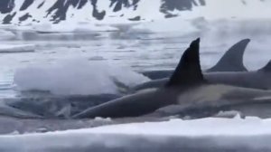 Как охотятся касатки, касатки ловят тюленя