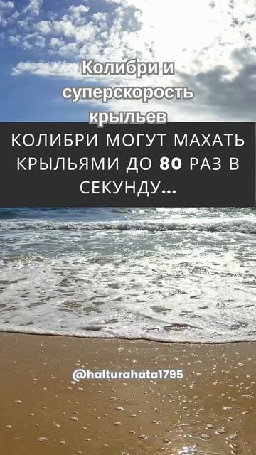 Факт о колибри и их крыльях смотреть онлайн