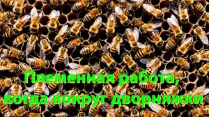 Как сохранить породистых пчёл, если у соседей дворняжки? Советы профессора Кашковского