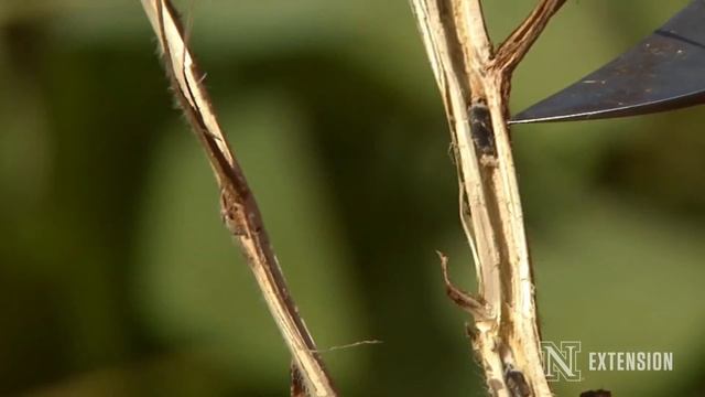 Identifying Sclerotinia Stem Rot In Soybean