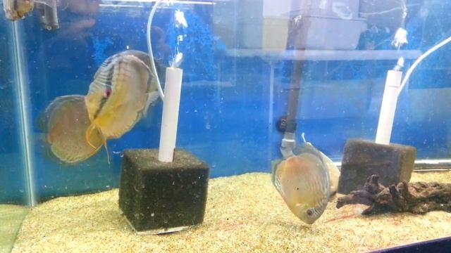 Royal spotted green discus (@Fantasy Aquatics) смотреть онлайн
