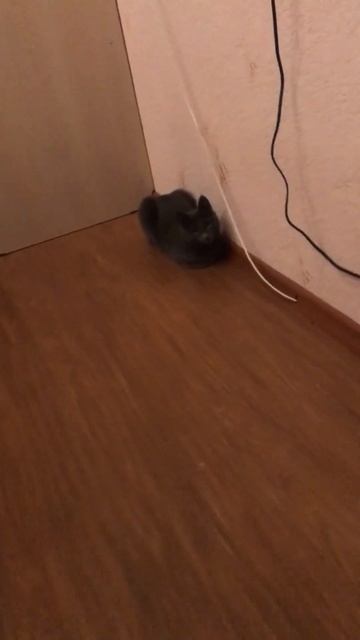 ПОКАЗАЛ СВОЮ КИСКУ... смотреть онлайн