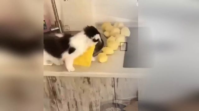 Это видео подарит вам улыбку! Подборка смешных и милых моментов с котами и кошками! Funny cats! #15 смотреть онлайн