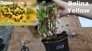 Черенки от агрофирмы "Виола", осень 2021.