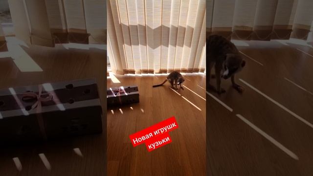 Новая игрушка Кузьки#сурикат #кузя #животные #сурикатдома #animals #зоо смотреть онлайн