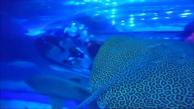 Лошадь, корова, Тигр, Слон - Учите названия животных для детей смотреть онлайн