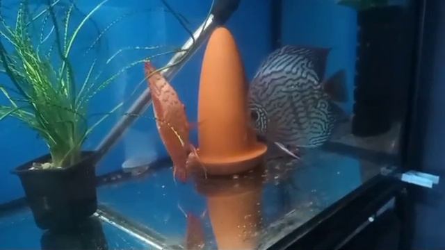 Дискус. Подготовка к нересту. #aquarium #fish #aquariumfish #Аквариумные рыбки #LenFish #Зоомагази смотреть онлайн