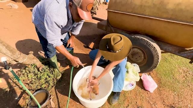 DEI O PRIMEIRO BANHO NA MINHA NOVA PORQUINHA (rotina na fazenda) смотреть онлайн