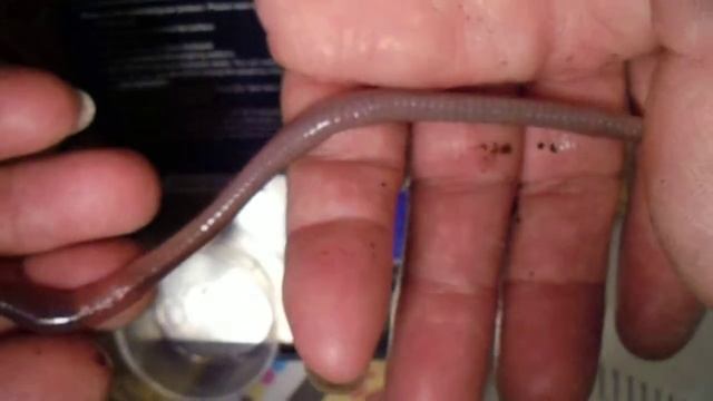 Сравнение дождевых червей #674 смотреть онлайн