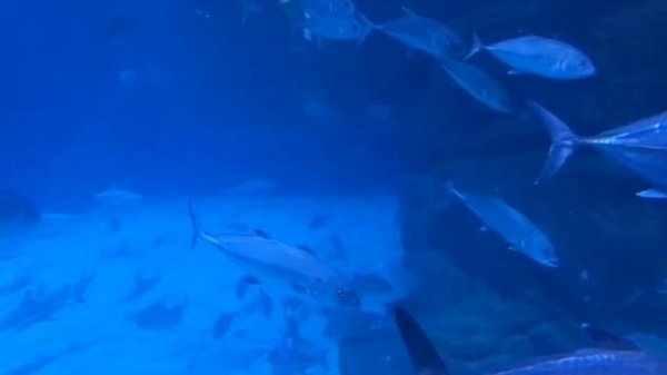 Mare mare . Alessandro SAFINA