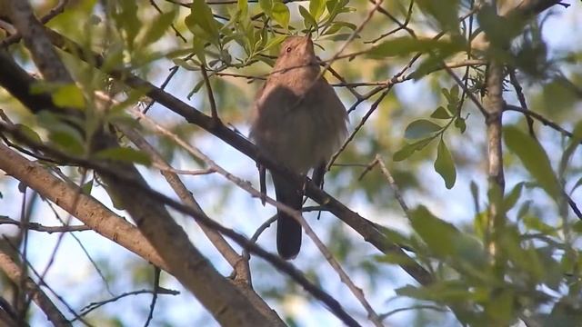 Соловей. Душевный концерт смотреть онлайн