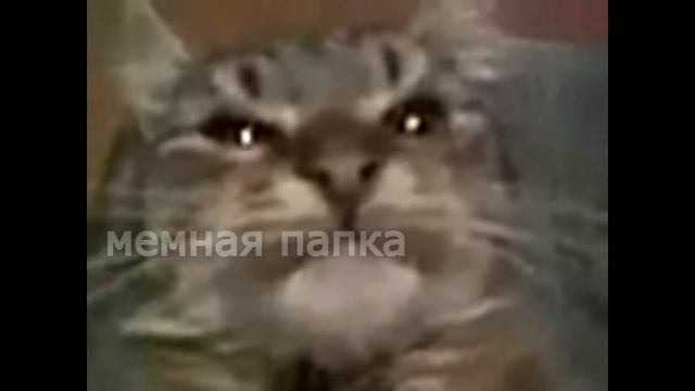 Кіт ти маму мав оригінал смотреть онлайн