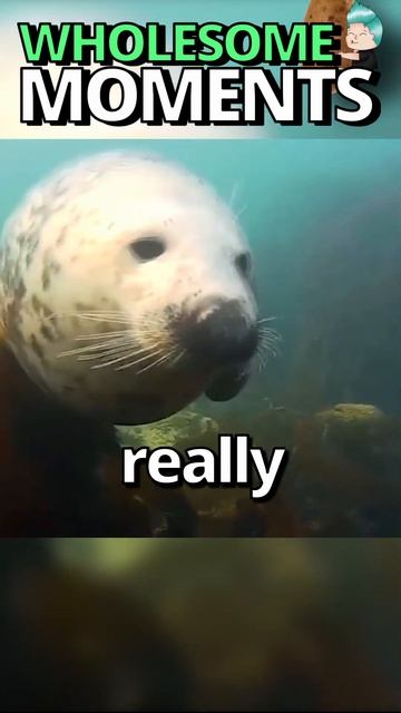 The SHOCKING TRUTH about SEALS 😱 | Wholesome Moments смотреть онлайн