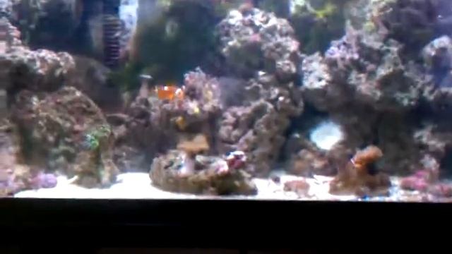 Flame angel смотреть онлайн