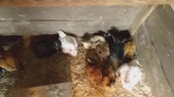 Совместное проживание бройлеров с цыплятами- несушками.Советую посмотреть.