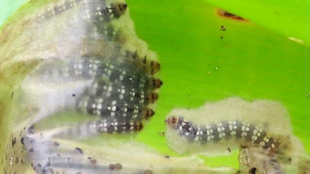 ハマユウの葉を内側から食べ荒らすハマオモトヨトウ（ヒガンバナ科の害虫） смотреть онлайн