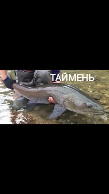 Рыба в реке Оленëк смотреть онлайн
