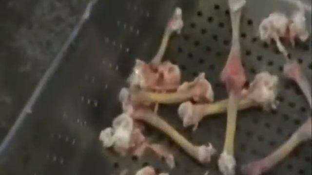 CFS-LT3 Drumstick Deboning.wmv