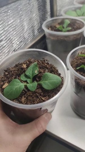 ПЕРВЫЕ ВЫВОДЫ ПО ИСПОЛЬЗОВАНИЮ МИЦЕЛЕНА.