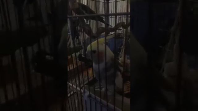 Bird Mansion Construction - Meerkat Stream смотреть онлайн