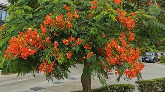 Best rainy season flowering plants | Flowering plants for monsoon #rainyseasonflowers #monsoon