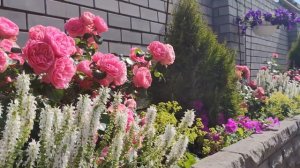 ПРИГЛАШАЮ НА ЦВЕТЕНИЕ РОЗ. МОЙ УХОД, СОРТА, ПРЕПАРАТЫ, УДОБРЕНИЯ.