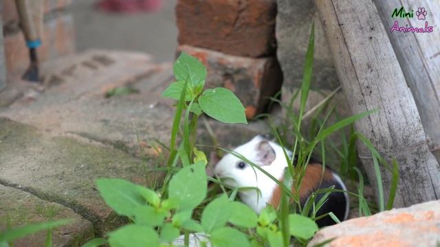 Baby Bon Bon enjoying its life with the rat ll Mini Animals смотреть онлайн