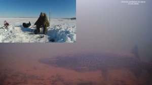 Зимняя рыбалка на щуку 17.02.2025.