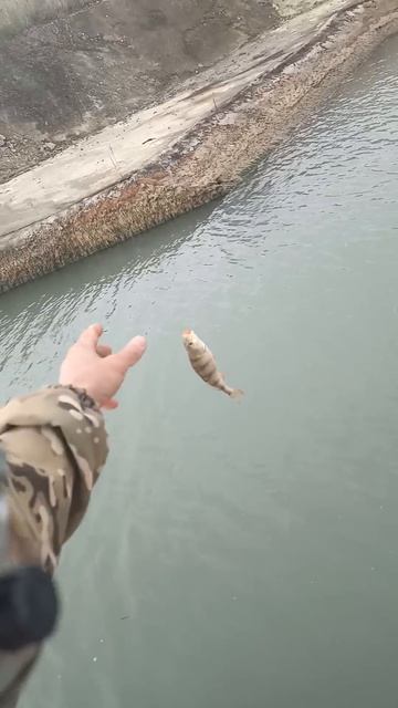 Окунь, на каждом забросе поклевка! #рыболовная #fishing #carpfis #щука #carp #рыбалка #рыболовныеу