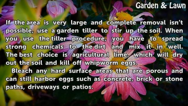How to Kill Whipworms in Soil смотреть онлайн