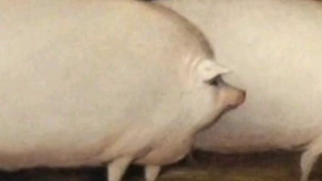 свинья смотреть онлайн