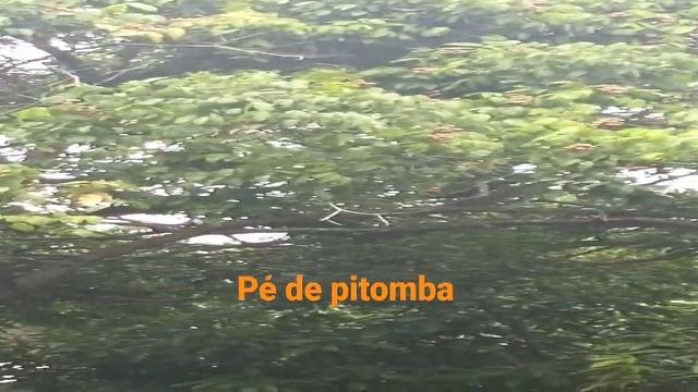 Pé de pitomba смотреть онлайн