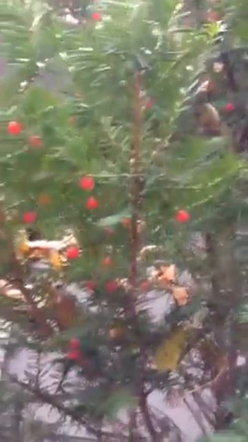 松樹結果子 смотреть онлайн
