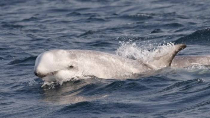 Дельфин, который помогал кораблям проходить опасный пролив смотреть онлайн