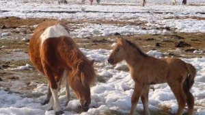 Д Наумов  Кулунчук
