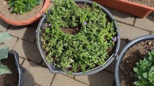 Миксы с петунией, новый способ. Миксы с другими цветами.