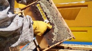 Изоляция против Роения Пчёл на любой стадии. Доказано Лично!!!