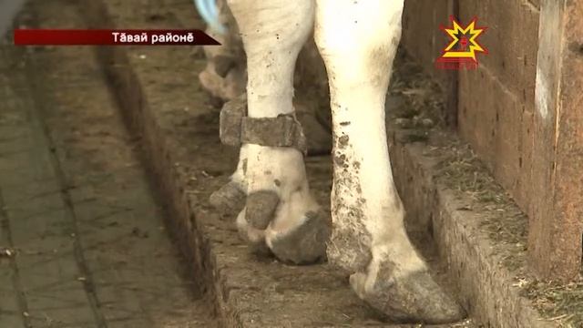 Ĕне сăвассипе, ăна пĕтĕлентерессипе тупăшаççĕ смотреть онлайн