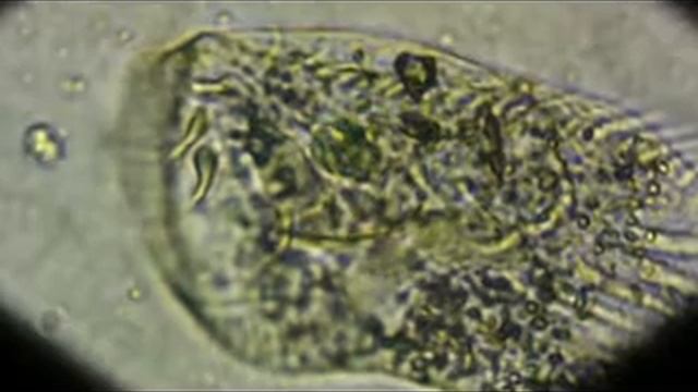Stylonychia смотреть онлайн