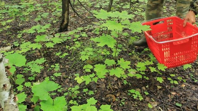 Обезумевший Грибник под ливнем и градом не может выйти из леса смотреть онлайн